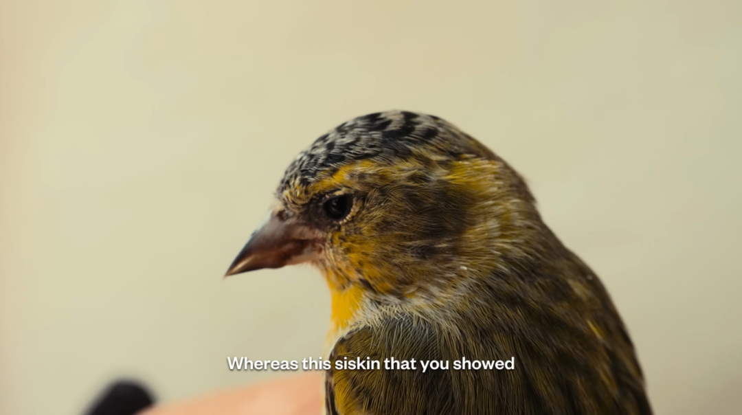 1761724201065090539.png 1761724201065090539.png