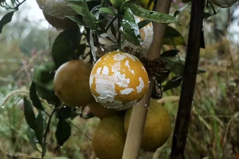 1762256268186047644.jpeg 1762256268186047644.jpeg