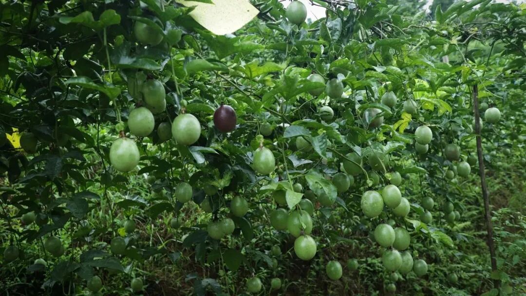 1762256442978015732.jpeg 1762256442978015732.jpeg