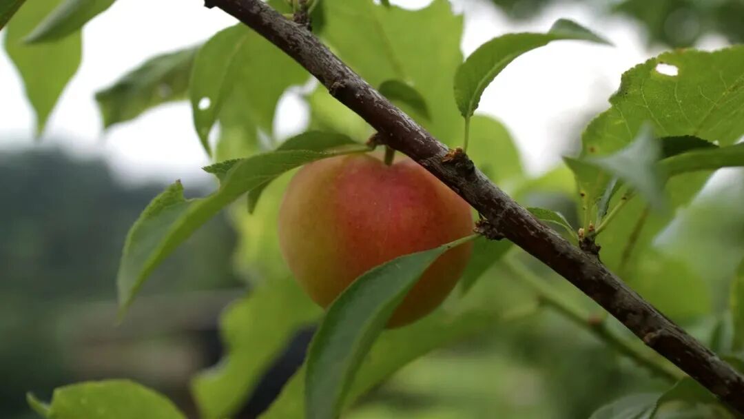 1762256467538083358.jpeg 1762256467538083358.jpeg