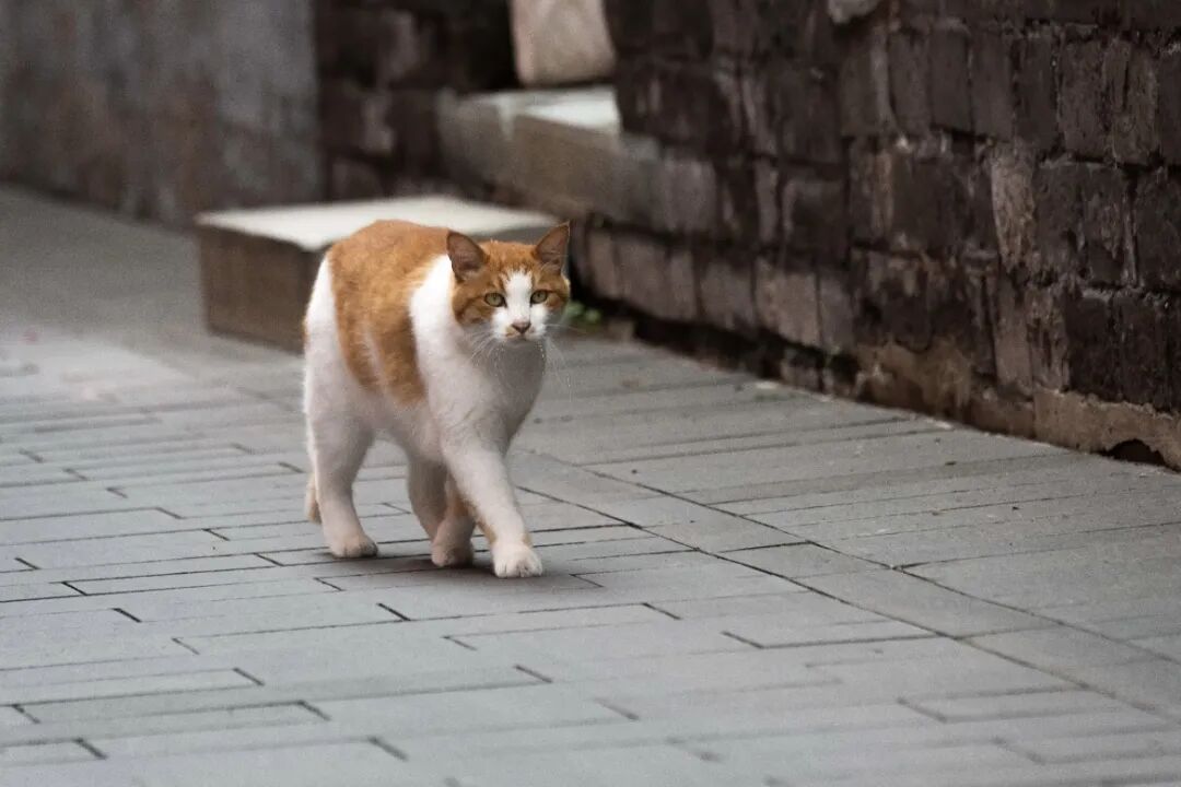 1764660754169051355.jpeg 1764660754169051355.jpeg